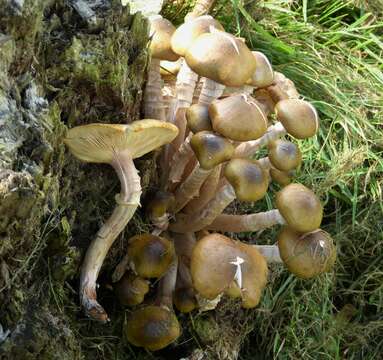 Image of Honey Fungus