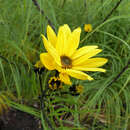 Image of willowleaf sunflower