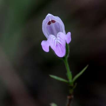 Image of Justicia sarothroides Lindau