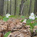 صورة Trillium grandiflorum (Michx.) Salisb.