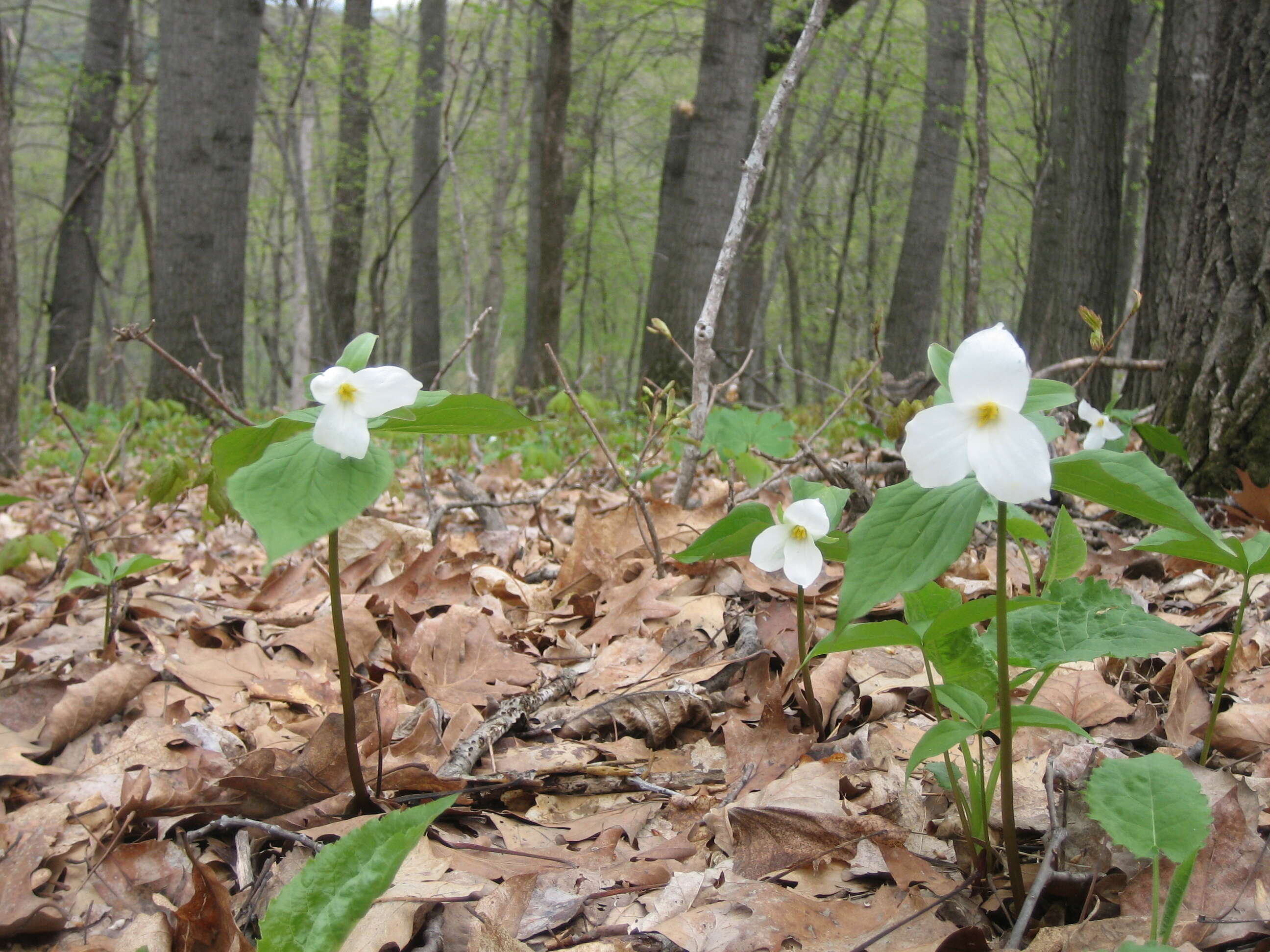 Image of White trillium