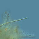 Image of Spirulina major