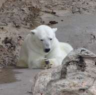 Image de Ours blanc