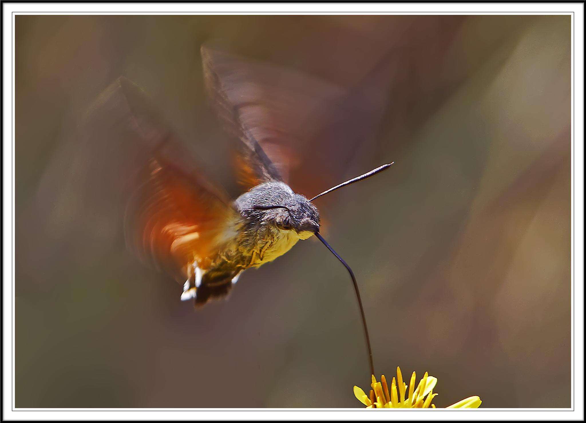 Image of Sphingidae