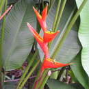 Image of false bird of paradise