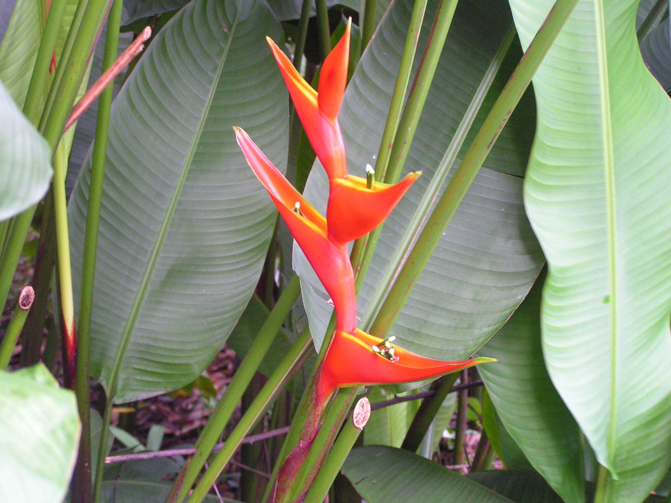 Image of false bird of paradise