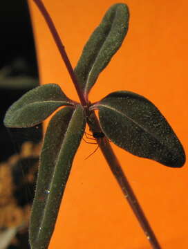 Image of Spigelia genuflexa Popovkin & Struwe