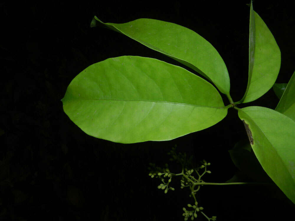 Image de Guapira costaricana