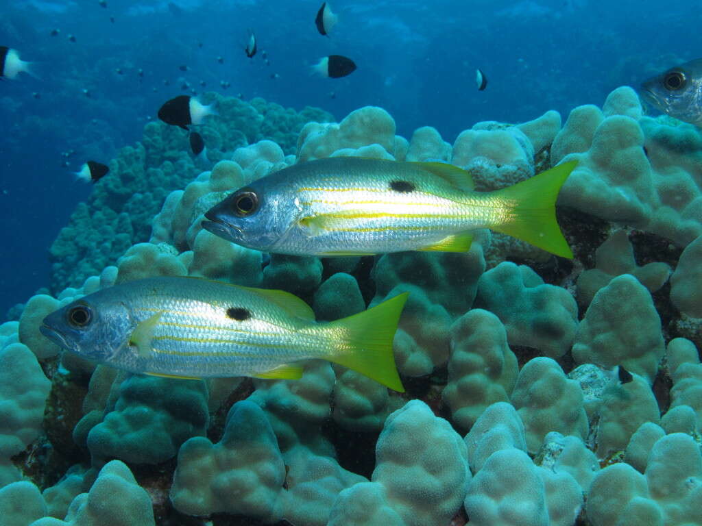 Image of Blackspot snapper