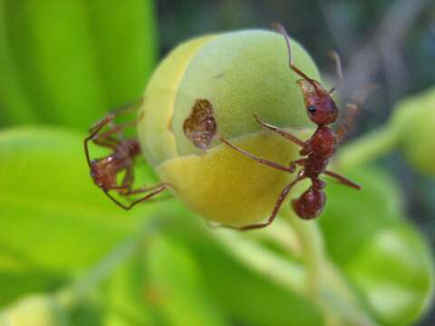 Plancia ëd Davilla sessilifolia Fraga