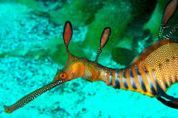 صورة Phyllopteryx