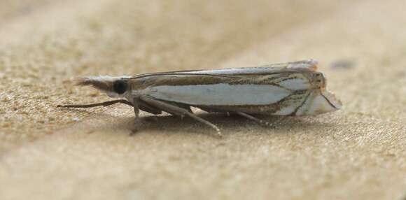 Image de Crambus pascuella Linnaeus 1758