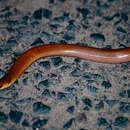 Image of Three-toed Snake-tooth Skink