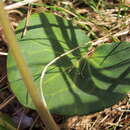 Image of Soldanella montana Willd.