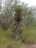 Image of yucca