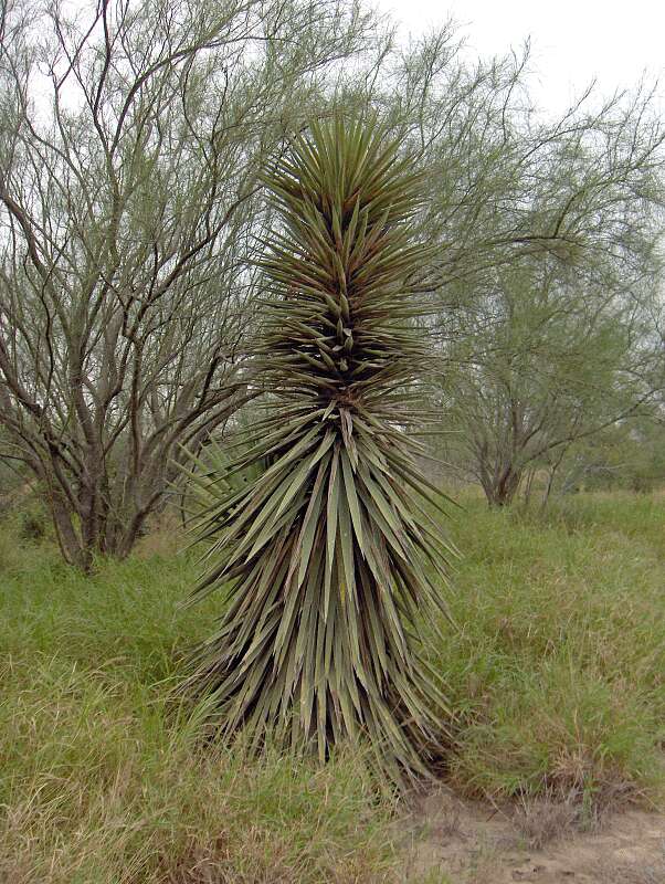 Image of Don Quixote's lace