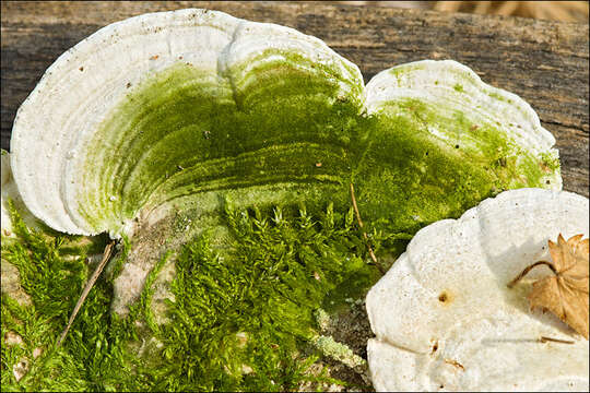 Image of Trametes