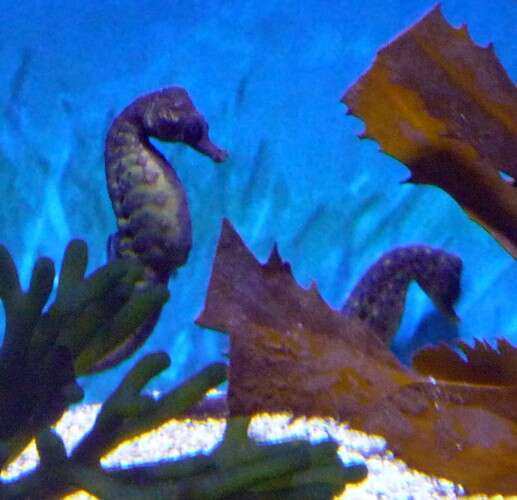 Image of Lined Seahorse