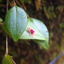 Image of forest babyboot orchid