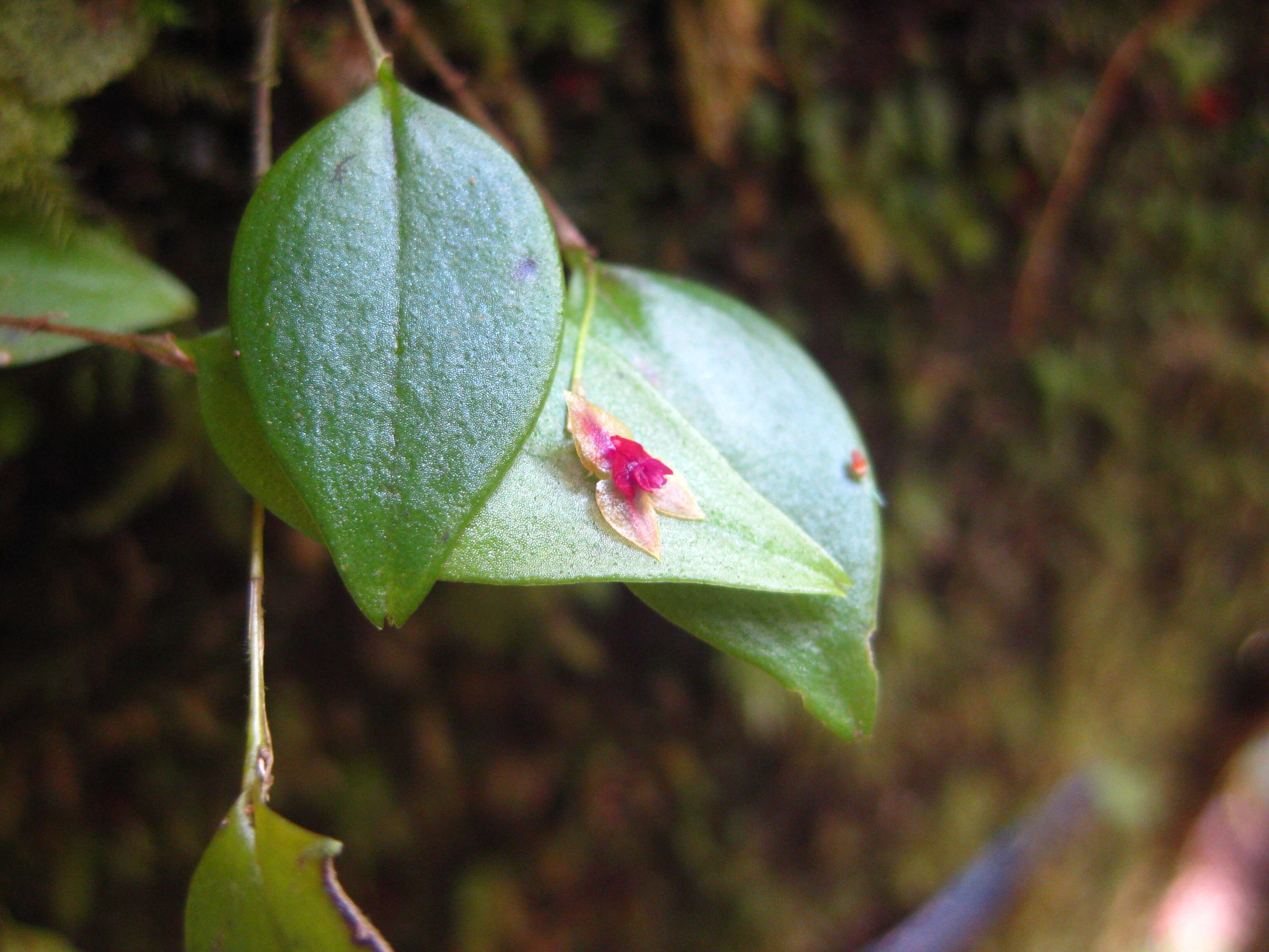 Image of forest babyboot orchid