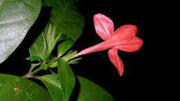 Image of Ruellia affinis (Schrad.) Lindau