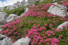 صورة Rhododendron hirsutum L.