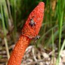 Image of Phallus rubicundus (Bosc) Fr. 1823