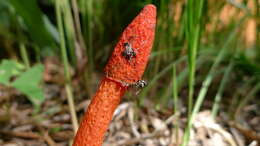 Image de Phallus rubicundus (Bosc) Fr. 1823