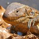 Image of Paraguay Caiman Lizard