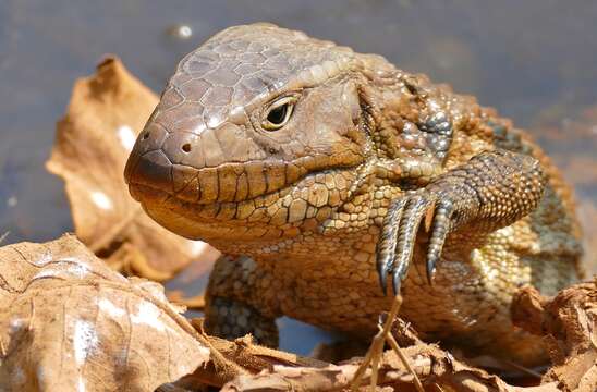 Image of Paraguay Caiman Lizard