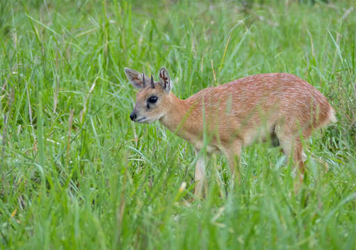 Image of Grysboks, Steenbok