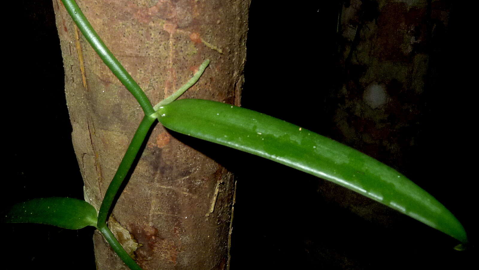 Sivun Vanilla odorata C. Presl kuva