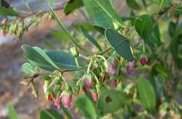 Lyonia lucida (Lam.) C. Koch resmi