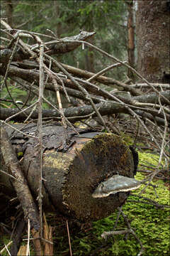 Image de Polypore bleuté