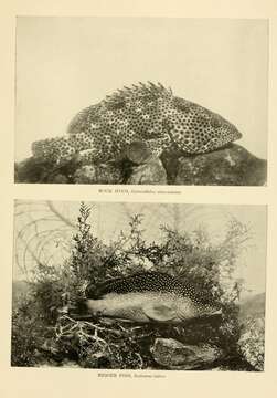 Imagem de Epinephelus adscensionis (Osbeck 1765)