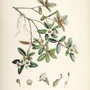 Image of Rhododendron pendulum Hook. fil.