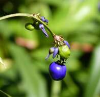 Image of Dianella species