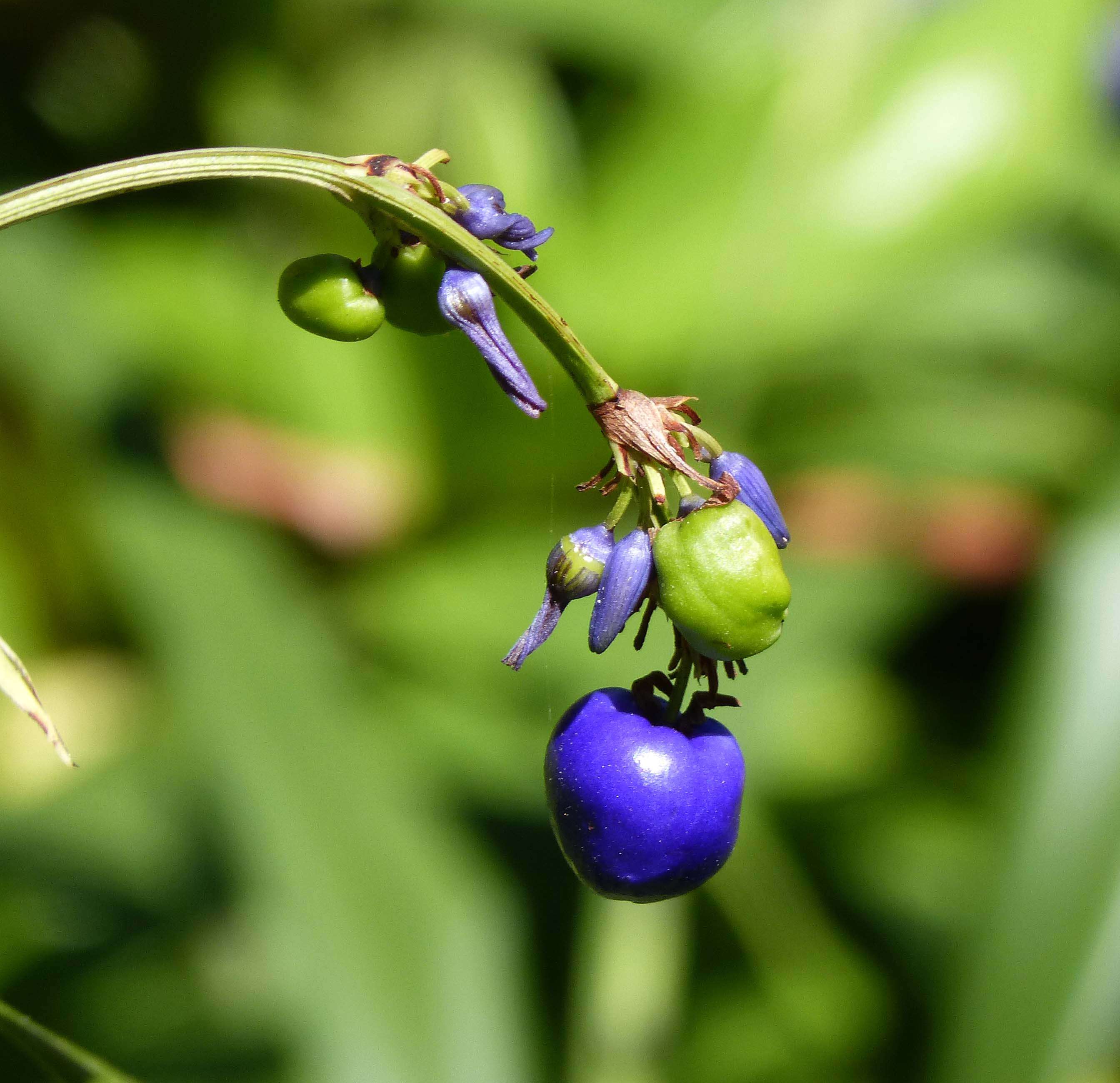 Image of Dianella species