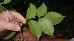 Image of Cissus coccinea Mart. ex Planch.