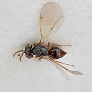 Image of eulophid wasps