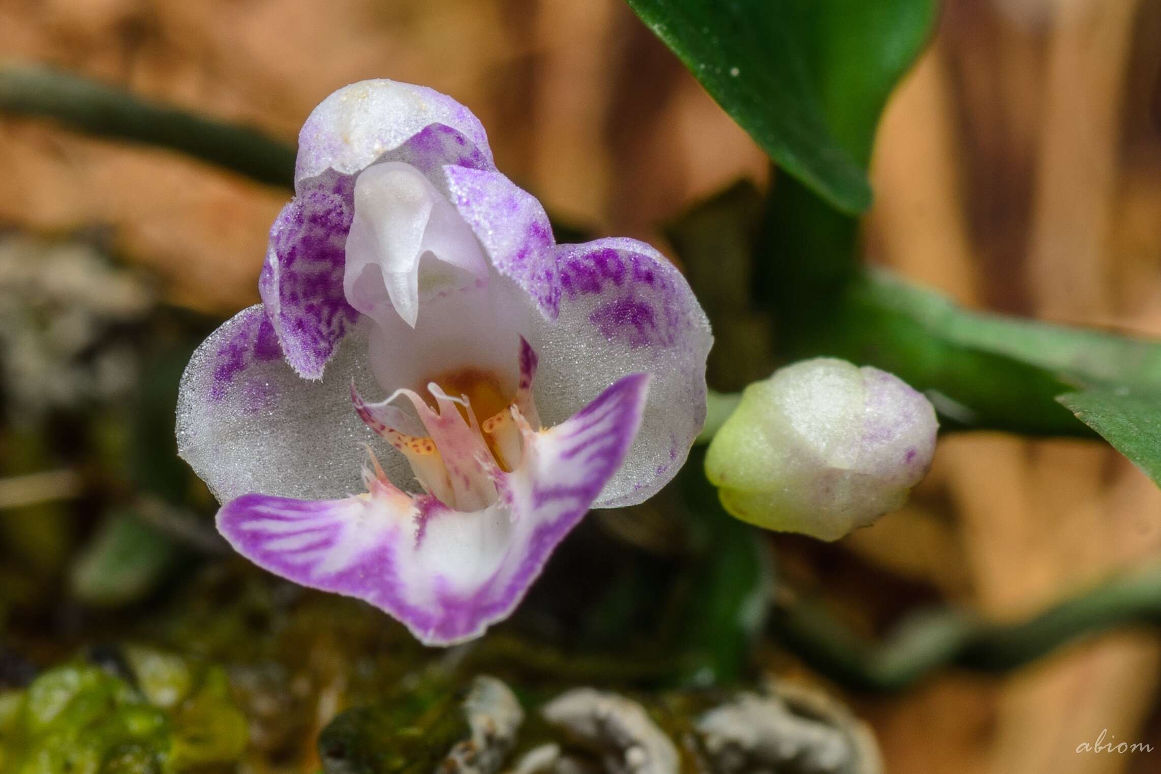 Image of Moth orchids