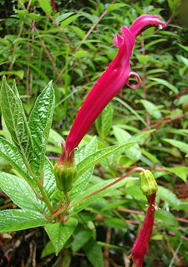 Image of Centropogon talamancensis Wilbur