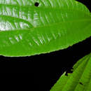 Image of Goethalsia meiantha (J. D. Smith) Burret