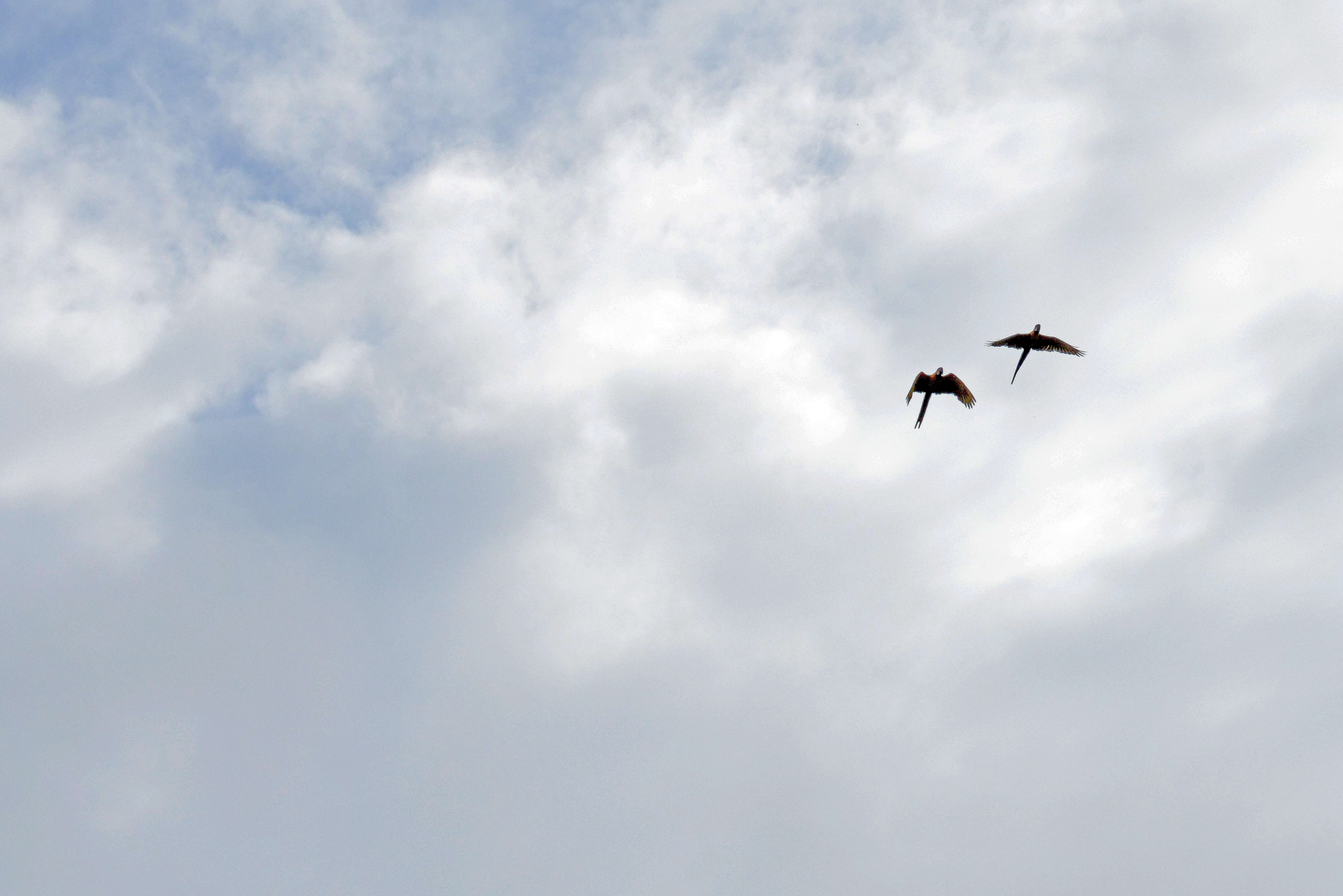 Image of macaws