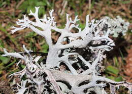 Image of light and dark lichen