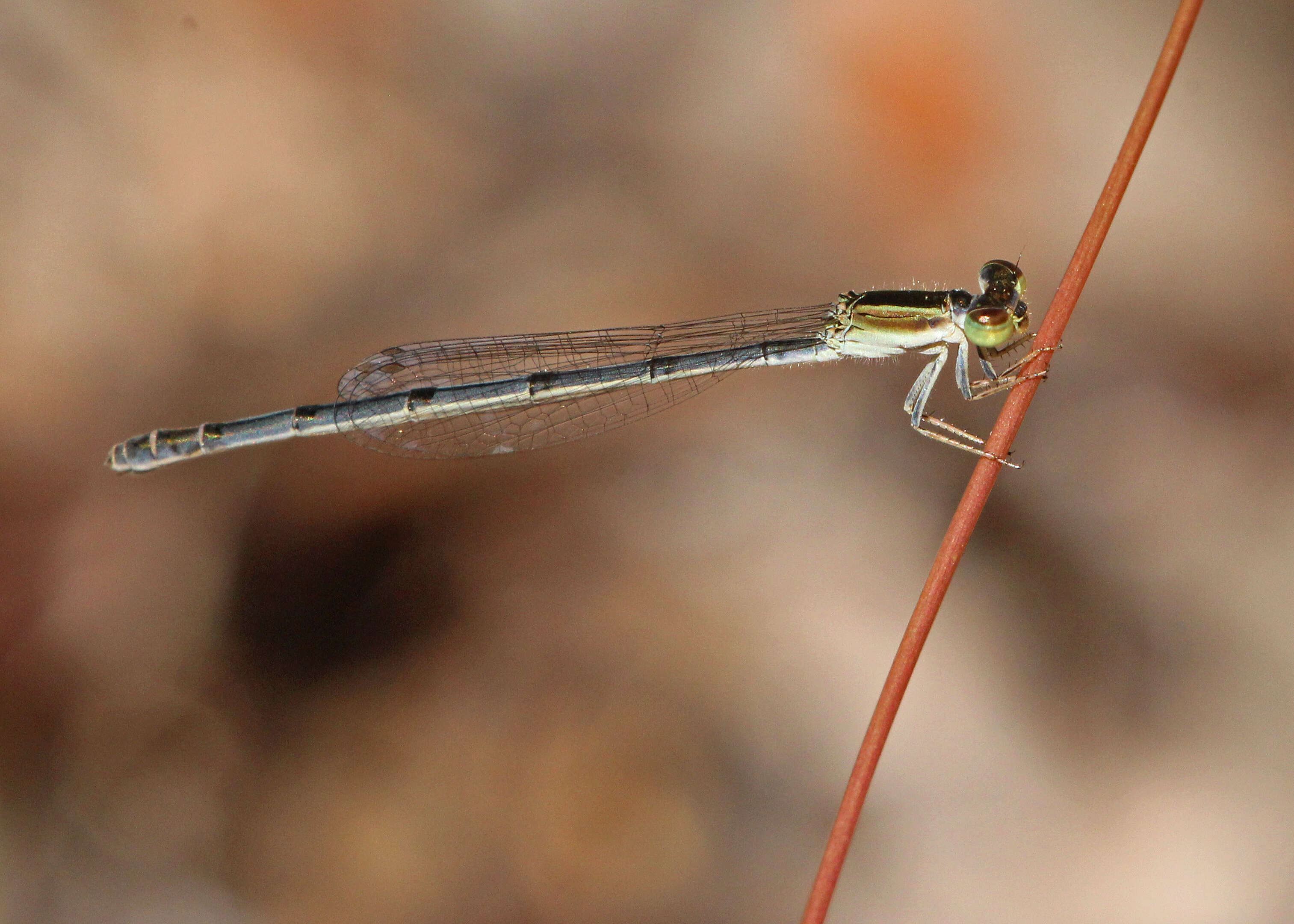 Image of Citrine Forktail