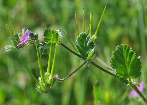 Image of Mediterranean stork's bill