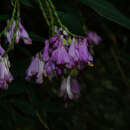 Image of Polygala karensium Kurz