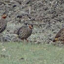 Image of Swamp Francolin