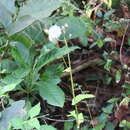 Image of Gynura amplexicaulis Oliv. & Hiern